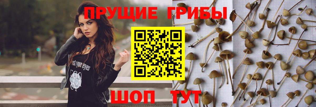 Псилоцибиновые грибы Cubensis  Вход с VPN  Верхняя Салда 